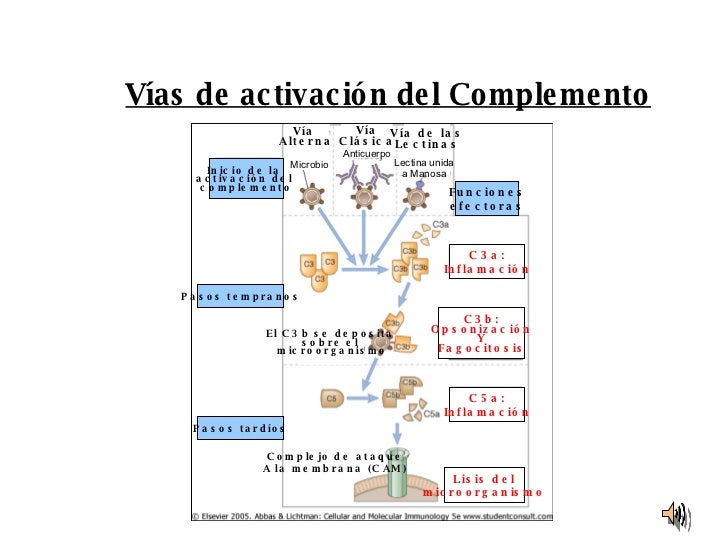 sistema de complemento inmunologia